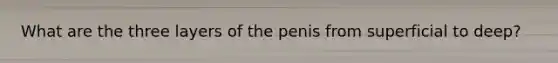 What are the three layers of the penis from superficial to deep?