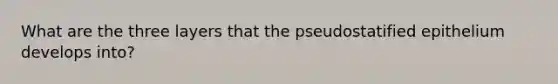 What are the three layers that the pseudostatified epithelium develops into?