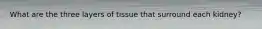 What are the three layers of tissue that surround each kidney?