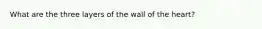 What are the three layers of the wall of the heart?