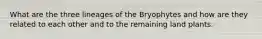 What are the three lineages of the Bryophytes and how are they related to each other and to the remaining land plants.