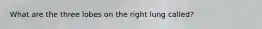 What are the three lobes on the right lung called?