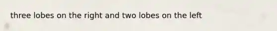 three lobes on the right and two lobes on the left