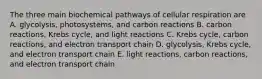 The three main biochemical pathways of cellular respiration are A. glycolysis, photosystems, and carbon reactions B. carbon reactions, Krebs cycle, and light reactions C. Krebs cycle, carbon reactions, and electron transport chain D. glycolysis, Krebs cycle, and electron transport chain E. light reactions, carbon reactions, and electron transport chain