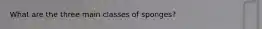 What are the three main classes of sponges?