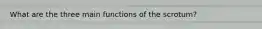 What are the three main functions of the scrotum?