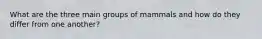 What are the three main groups of mammals and how do they differ from one another?