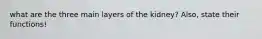 what are the three main layers of the kidney? Also, state their functions!