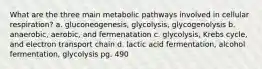 What are the three main metabolic pathways involved in cellular respiration? a. gluconeogenesis, glycolysis, glycogenolysis b. anaerobic, aerobic, and fermenatation c. glycolysis, Krebs cycle, and electron transport chain d. lactic acid fermentation, alcohol fermentation, glycolysis pg. 490