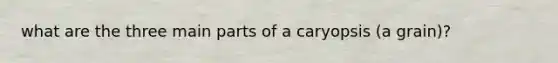 what are the three main parts of a caryopsis (a grain)?