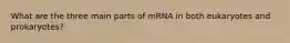 What are the three main parts of mRNA in both eukaryotes and prokaryotes?