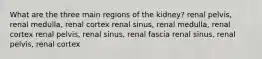 What are the three main regions of the kidney? renal pelvis, renal medulla, renal cortex renal sinus, renal medulla, renal cortex renal pelvis, renal sinus, renal fascia renal sinus, renal pelvis, renal cortex