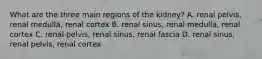 What are the three main regions of the kidney? A. renal pelvis, renal medulla, renal cortex B. renal sinus, renal medulla, renal cortex C. renal pelvis, renal sinus, renal fascia D. renal sinus, renal pelvis, renal cortex