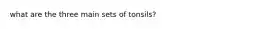 what are the three main sets of tonsils?