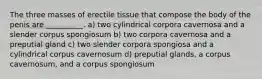 The three masses of erectile tissue that compose the body of the penis are __________. a) two cylindrical corpora cavernosa and a slender corpus spongiosum b) two corpora cavernosa and a preputial gland c) two slender corpora spongiosa and a cylindrical corpus cavernosum d) preputial glands, a corpus cavernosum, and a corpus spongiosum