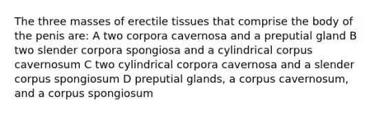 The three masses of erectile tissues that comprise the body of the penis are: A two corpora cavernosa and a preputial gland B two slender corpora spongiosa and a cylindrical corpus cavernosum C two cylindrical corpora cavernosa and a slender corpus spongiosum D preputial glands, a corpus cavernosum, and a corpus spongiosum