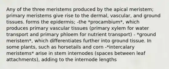 Any of the three meristems produced by the apical meristem; primary meristems give rise to the dermal, vascular, and <a href='https://www.questionai.com/knowledge/kb0kKBaH0H-ground-tissue' class='anchor-knowledge'>ground tissue</a>s. forms <a href='https://www.questionai.com/knowledge/kBFgQMpq6s-the-epidermis' class='anchor-knowledge'>the epidermis</a>; -the *procambium*, which produces primary <a href='https://www.questionai.com/knowledge/k1HVFq17mo-vascular-tissue' class='anchor-knowledge'>vascular tissue</a>s (primary xylem for water transport and primary phloem for nutrient transport) - *ground meristem*, which differentiates further into ground tissue. In some plants, such as horsetails and corn -*intercalary meristems* arise in stem internodes (spaces between leaf attachments), adding to the internode lengths