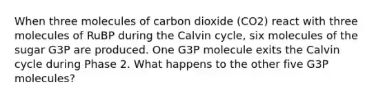 When three molecules of carbon dioxide (CO2) react with three molecules of RuBP during the Calvin cycle, six molecules of the sugar G3P are produced. One G3P molecule exits the Calvin cycle during Phase 2. What happens to the other five G3P molecules?