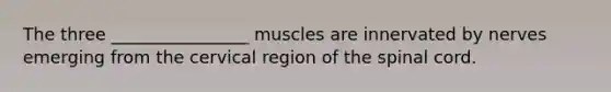 The three ________________ muscles are innervated by nerves emerging from the cervical region of the spinal cord.