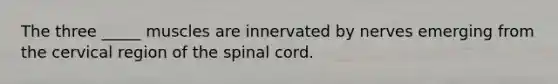 The three _____ muscles are innervated by nerves emerging from the cervical region of the spinal cord.