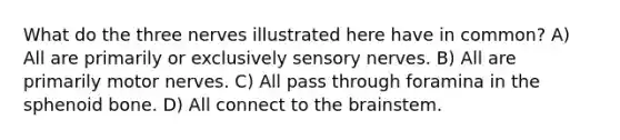 What do the three nerves illustrated here have in common? A) All are primarily or exclusively sensory nerves. B) All are primarily motor nerves. C) All pass through foramina in the sphenoid bone. D) All connect to the brainstem.