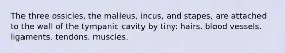 The three ossicles, the malleus, incus, and stapes, are attached to the wall of the tympanic cavity by tiny: hairs. blood vessels. ligaments. tendons. muscles.