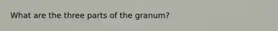 What are the three parts of the granum?