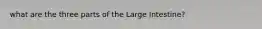 what are the three parts of the Large Intestine?