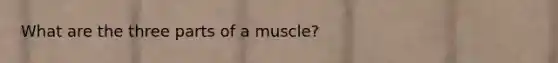 What are the three parts of a muscle?