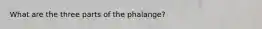 What are the three parts of the phalange?