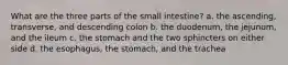 What are the three parts of the small intestine? a. the ascending, transverse, and descending colon b. the duodenum, the jejunum, and the ileum c. the stomach and the two sphincters on either side d. the esophagus, the stomach, and the trachea