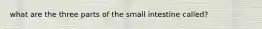 what are the three parts of the small intestine called?