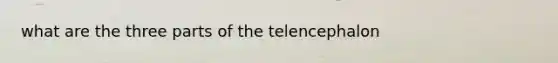 what are the three parts of the telencephalon