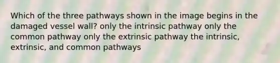 Which of the three pathways shown in the image begins in the damaged vessel wall? only the intrinsic pathway only the common pathway only the extrinsic pathway the intrinsic, extrinsic, and common pathways