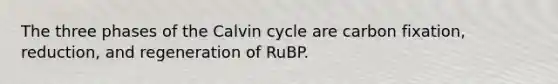 ﻿﻿The three phases of the Calvin cycle are carbon fixation, reduction, and regeneration of RuBP.