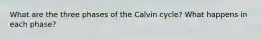 What are the three phases of the Calvin cycle? What happens in each phase?