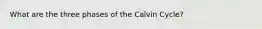 What are the three phases of the Calvin Cycle?