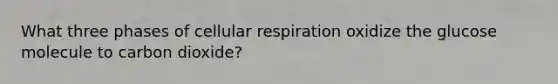 What three phases of cellular respiration oxidize the glucose molecule to carbon dioxide?