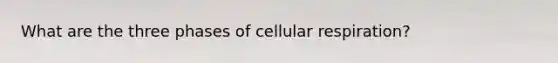 What are the three phases of cellular respiration?