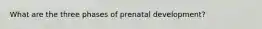 What are the three phases of prenatal development?