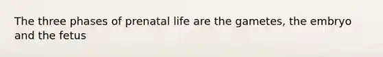 The three phases of prenatal life are the gametes, the embryo and the fetus