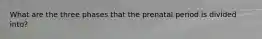 What are the three phases that the prenatal period is divided into?