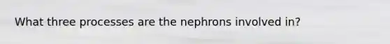 What three processes are the nephrons involved in?