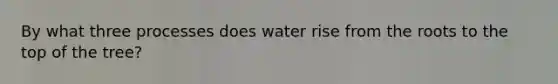 By what three processes does water rise from the roots to the top of the tree?