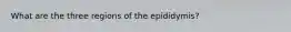 What are the three regions of the epididymis?