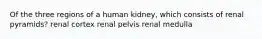 Of the three regions of a human kidney, which consists of renal pyramids? renal cortex renal pelvis renal medulla