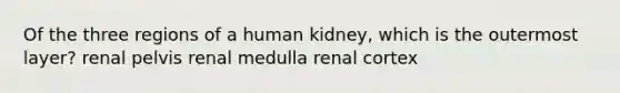 Of the three regions of a human kidney, which is the outermost layer? renal pelvis renal medulla renal cortex