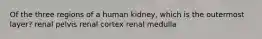 Of the three regions of a human kidney, which is the outermost layer? renal pelvis renal cortex renal medulla