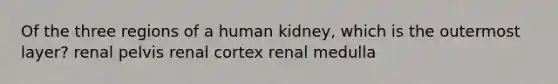 Of the three regions of a human kidney, which is the outermost layer? renal pelvis renal cortex renal medulla