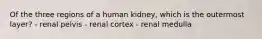 Of the three regions of a human kidney, which is the outermost layer? - renal pelvis - renal cortex - renal medulla